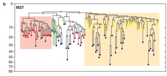 Skeletons (and other Organs) in the Cell Family Tree